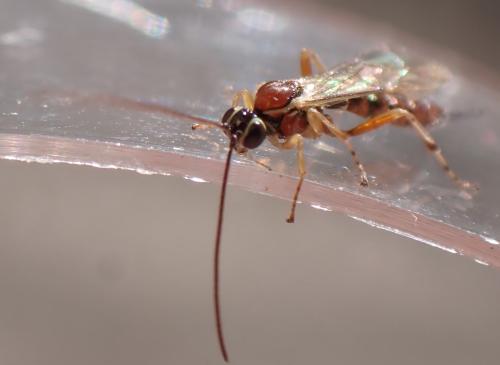 Réf. 351 840 : Tromatobia lineatoria